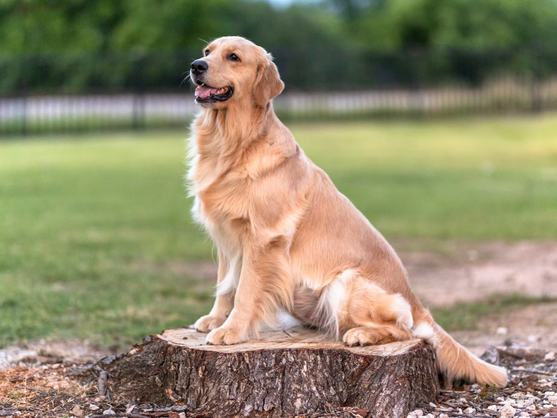 Dog Siren
