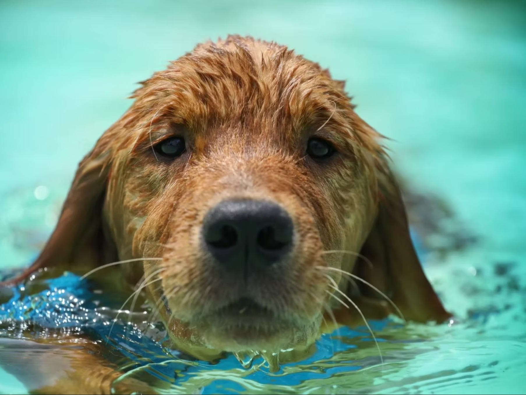 Dog Dublin