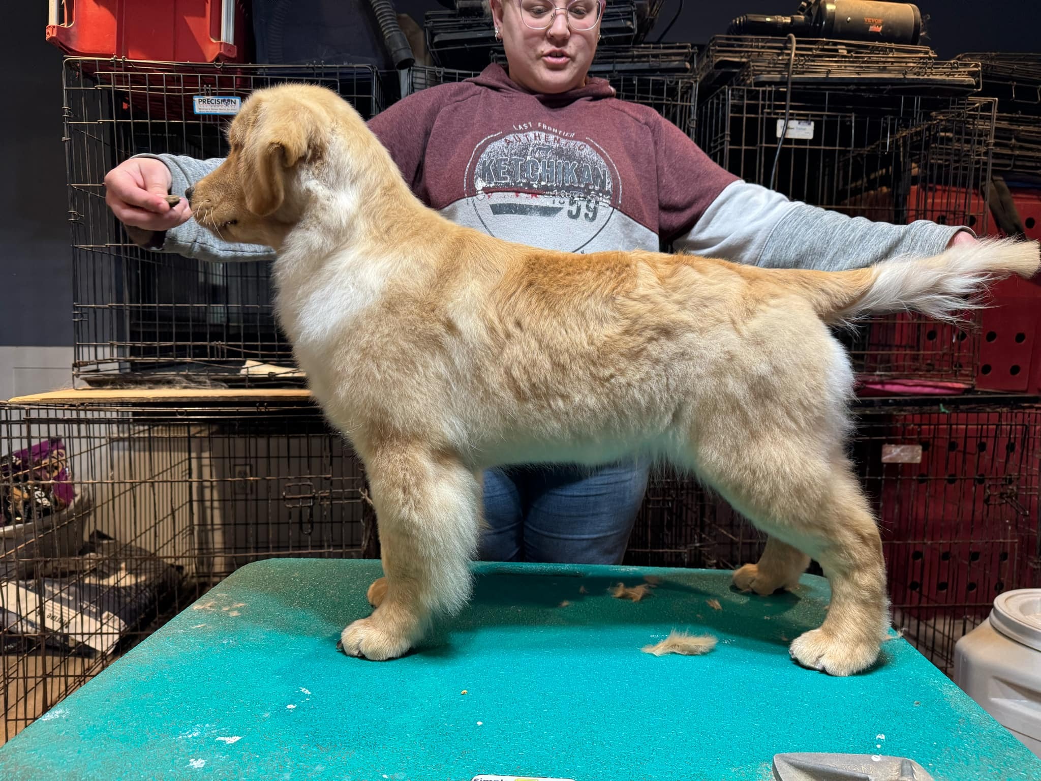 puppy