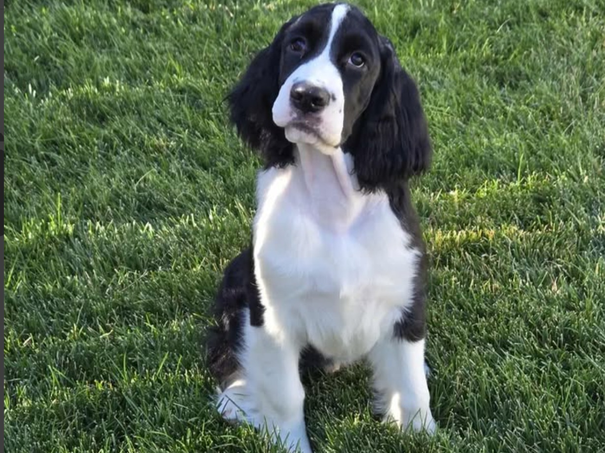 Dog Paddy