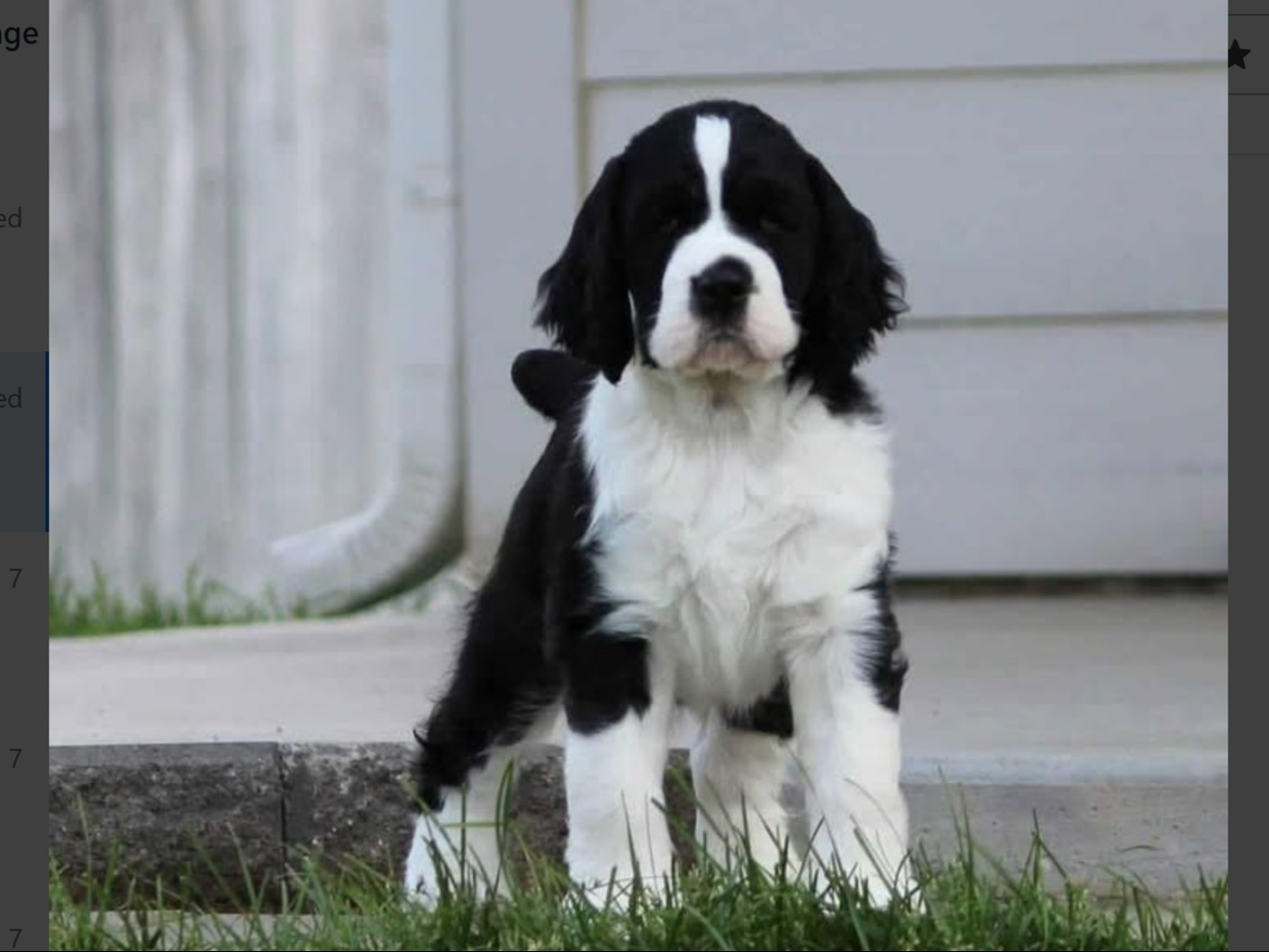 Dog Quinn