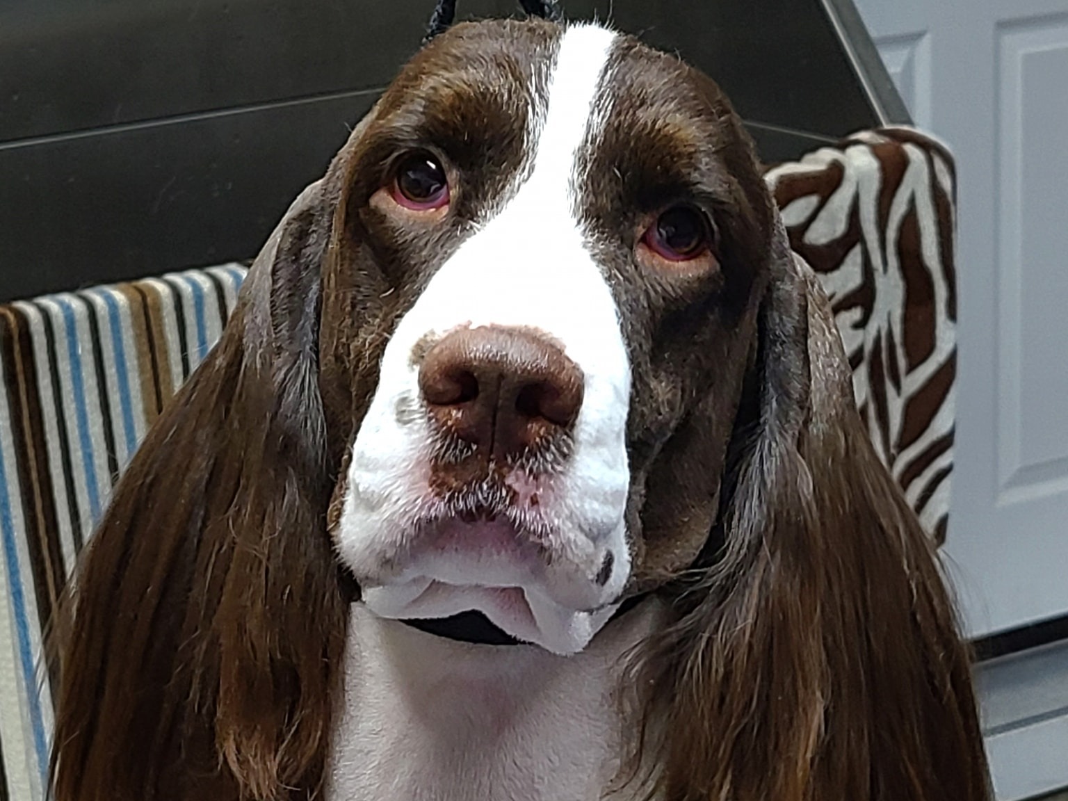 Dog Pete