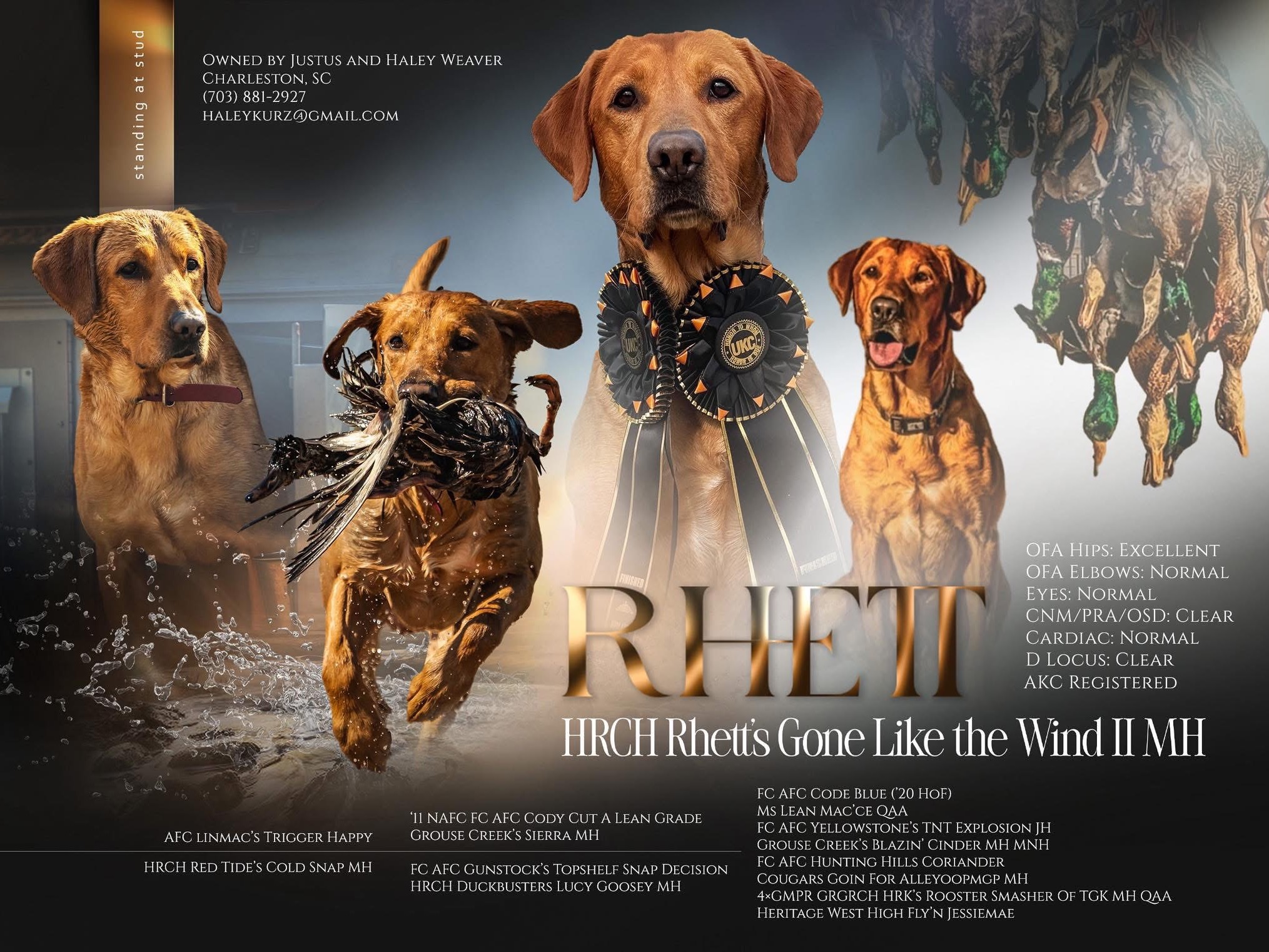 Dog Rhett