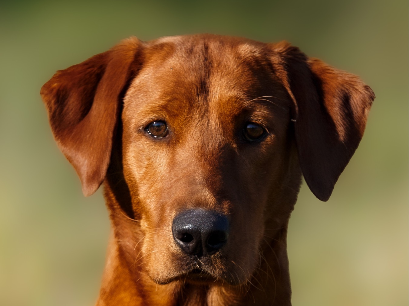Dog Ruby