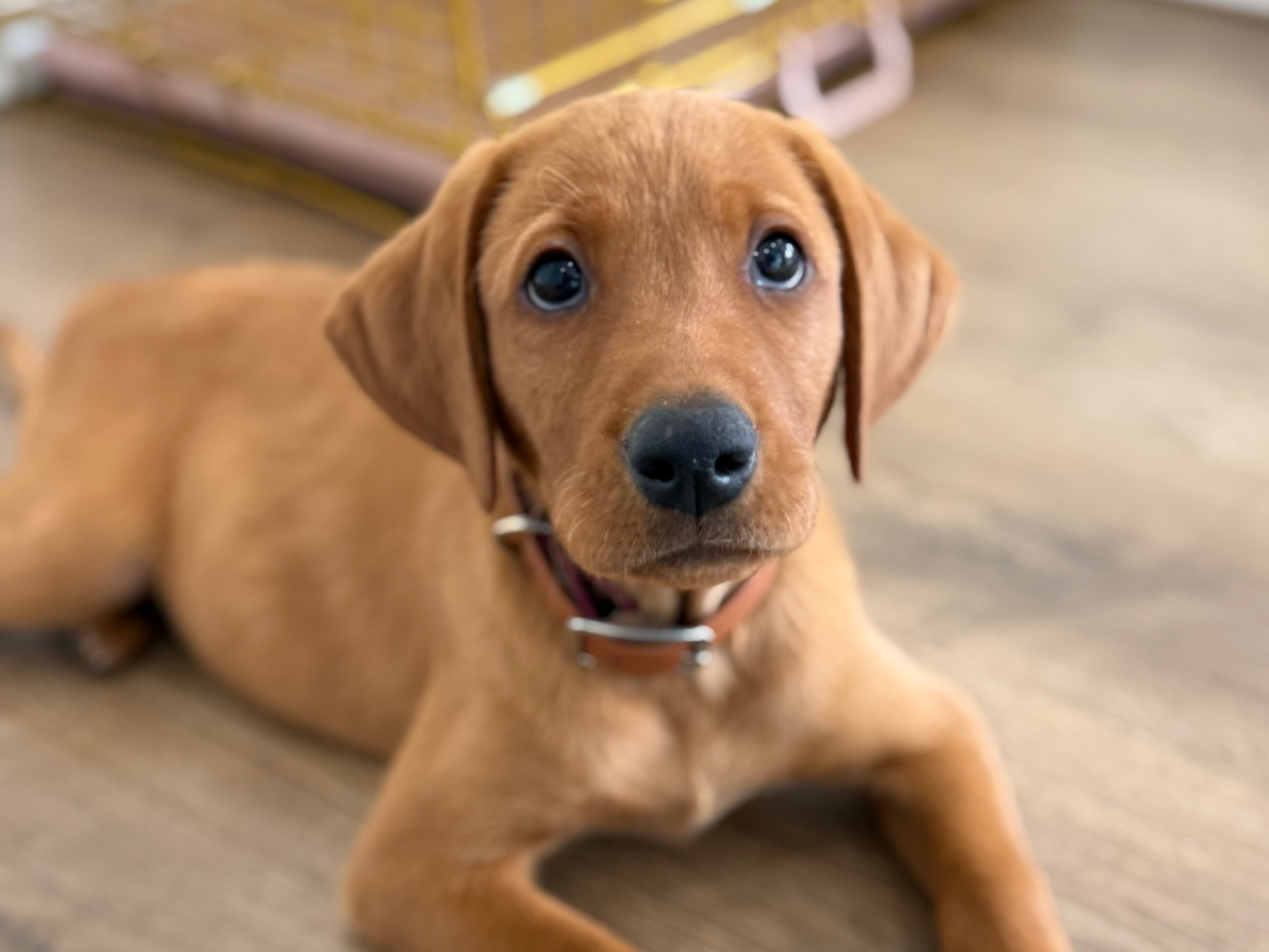 puppy