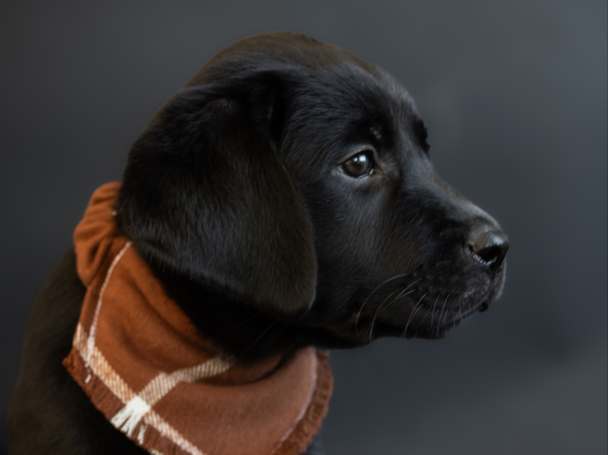 puppy