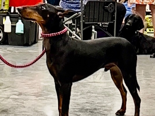 Dog Gregory