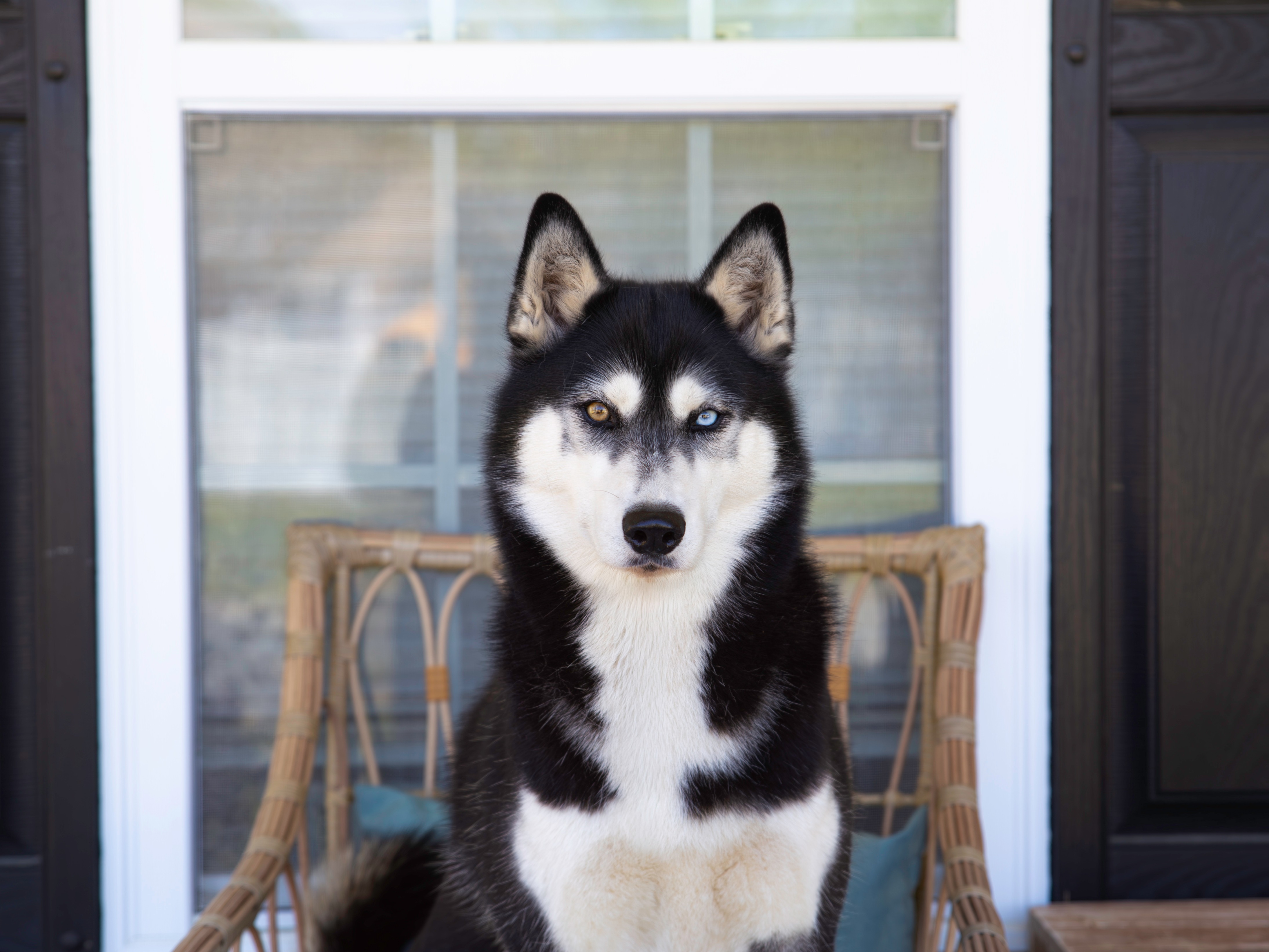 Dog Aela