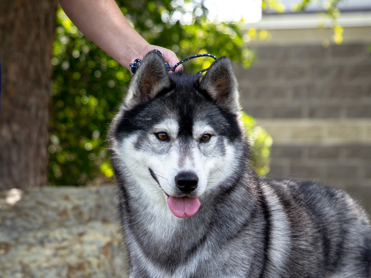 Dog Strider