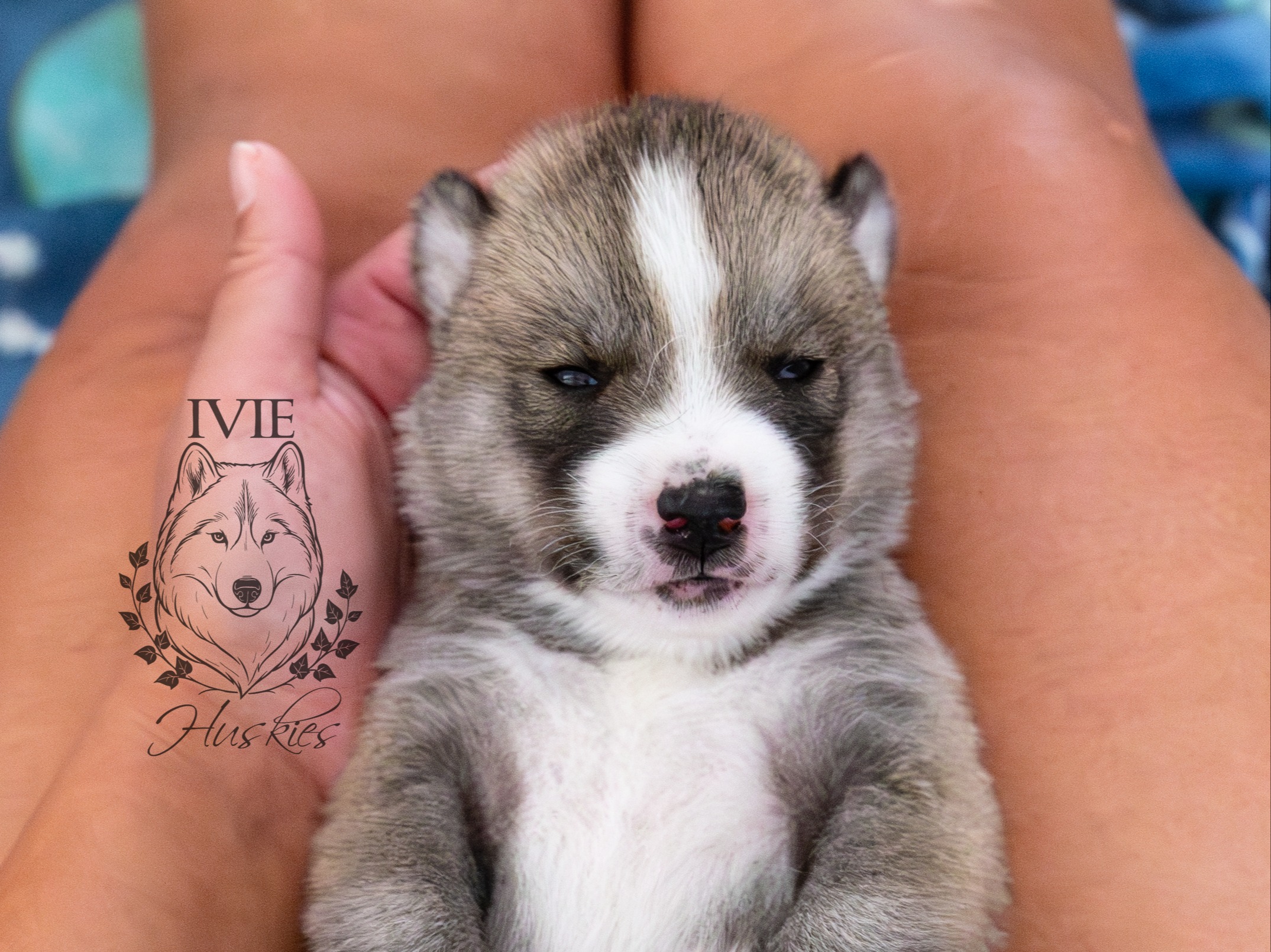 puppy