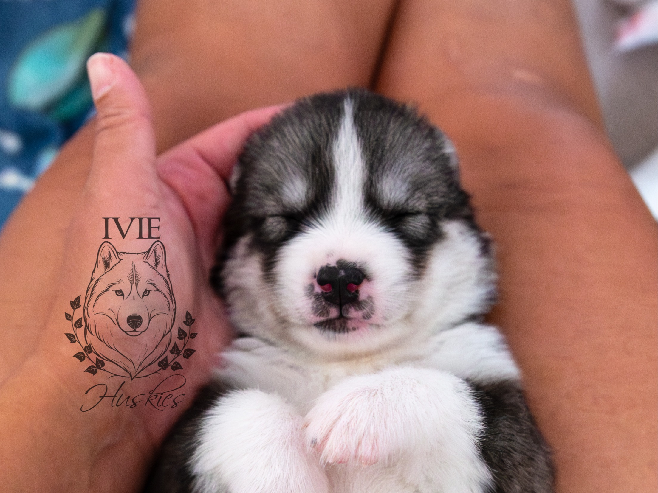 puppy