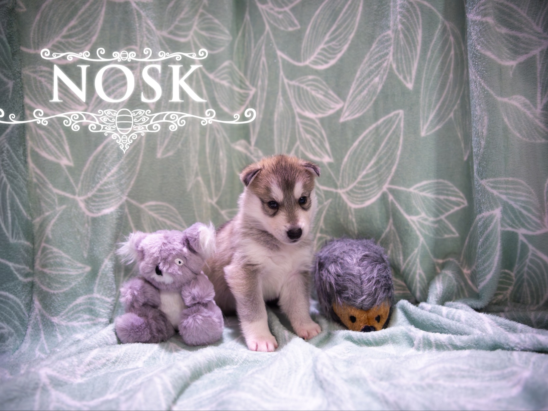 puppy