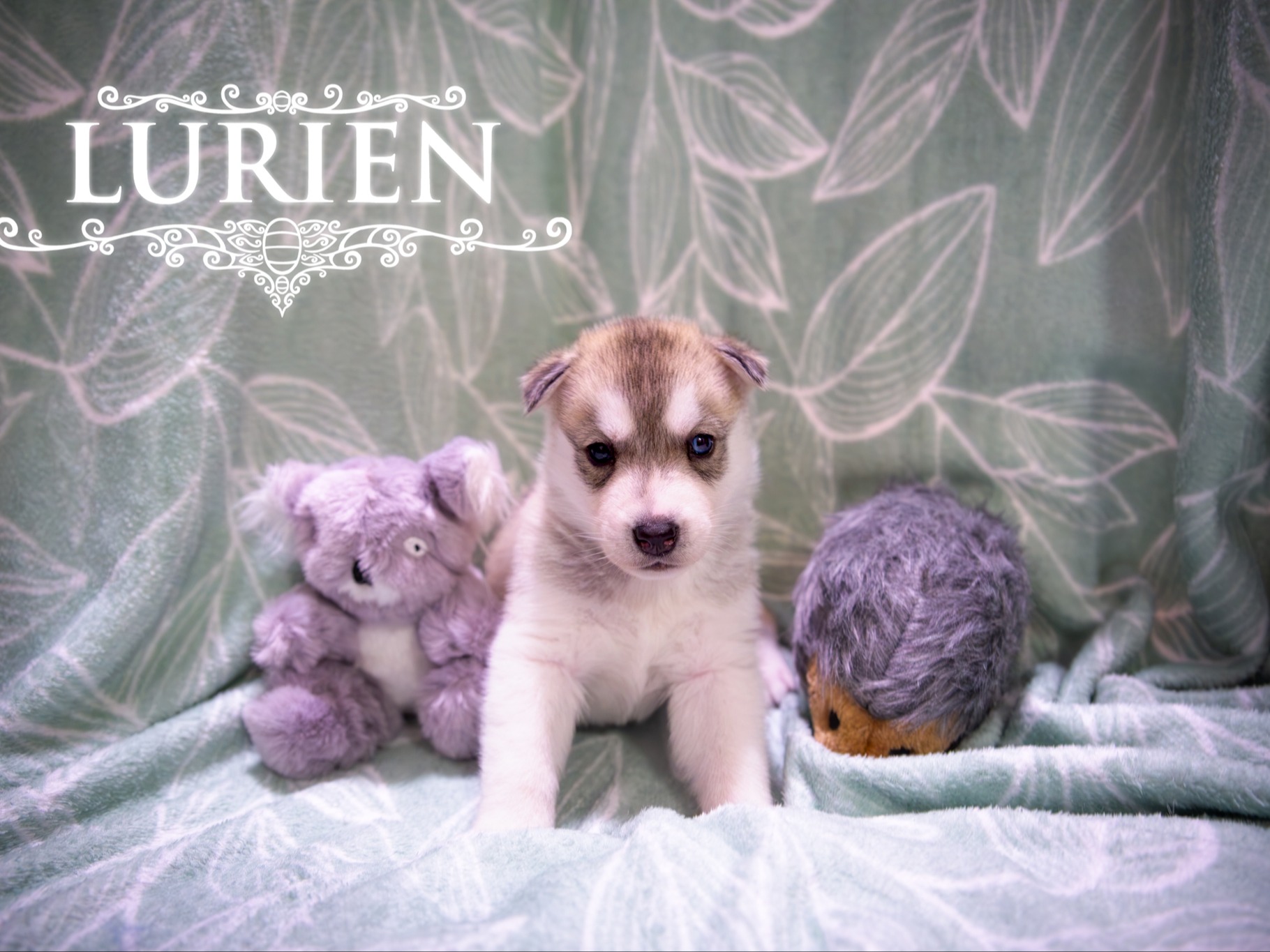 puppy