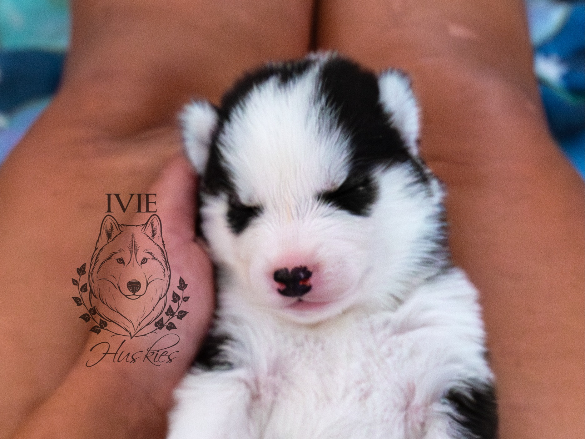 puppy