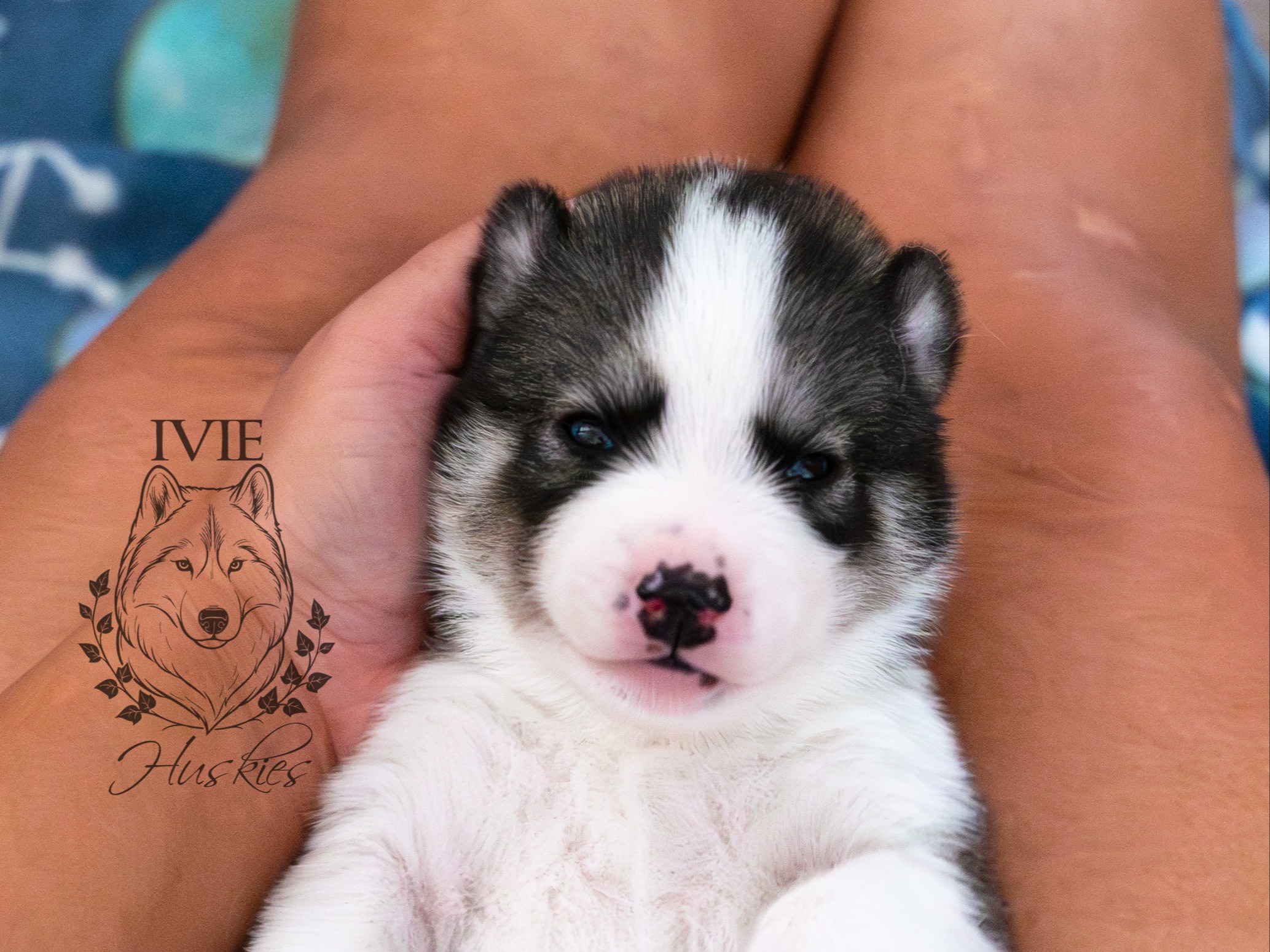 puppy