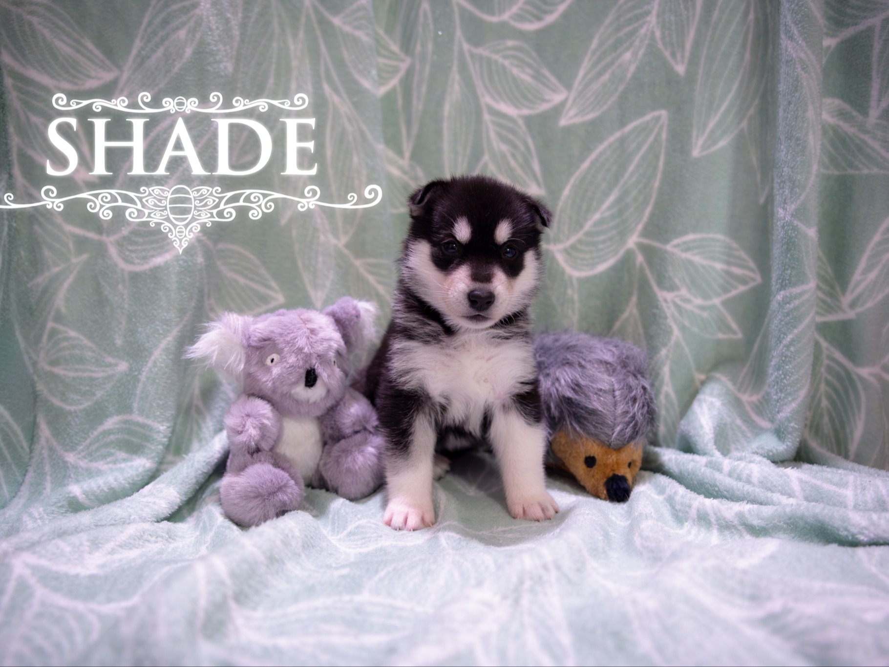 puppy