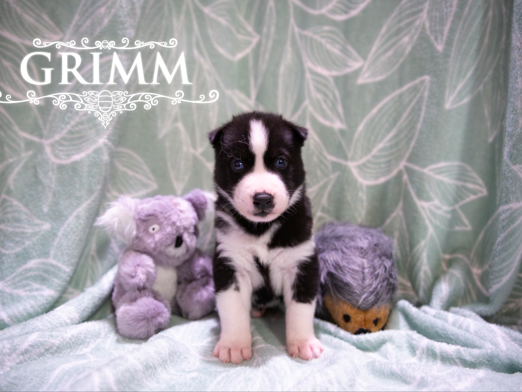 puppy