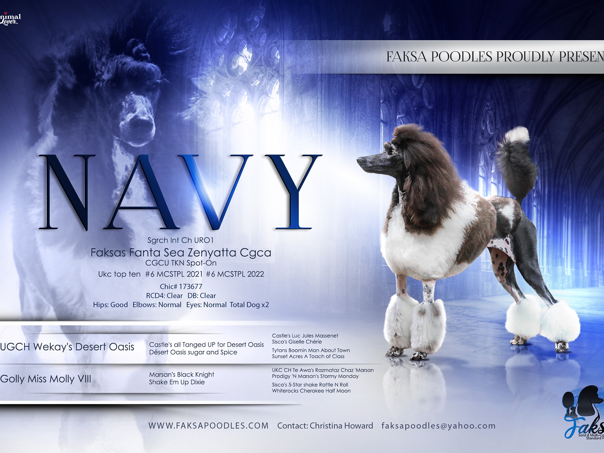 Dog Navy