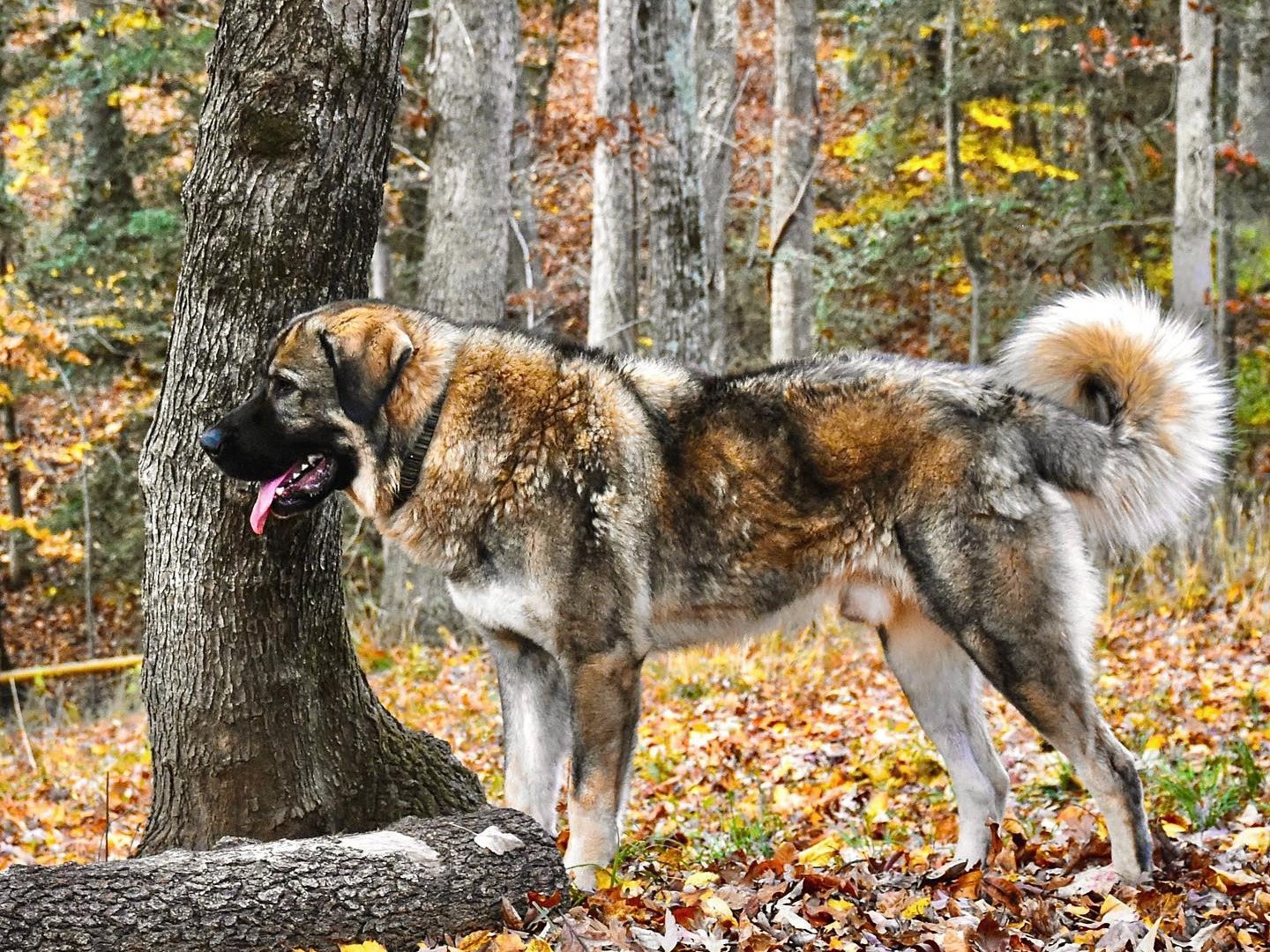 Dog Savu