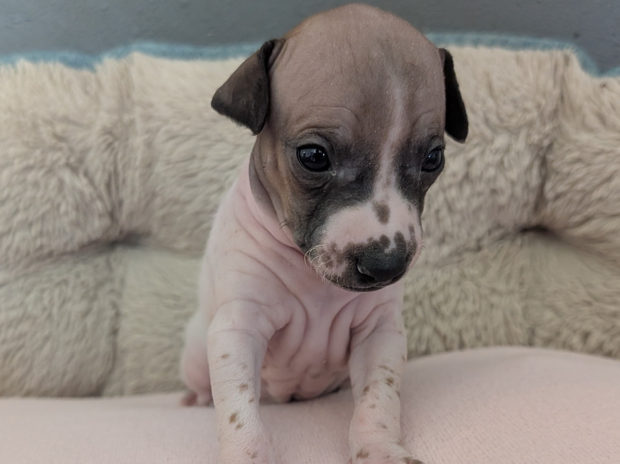 puppy