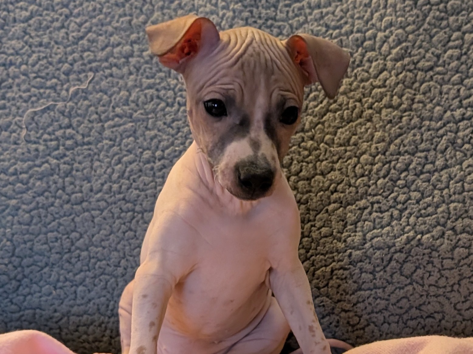 puppy