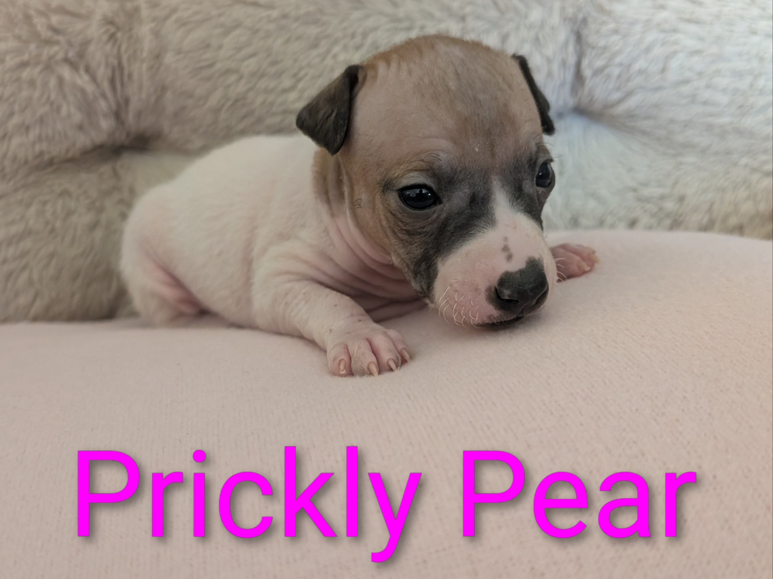 puppy