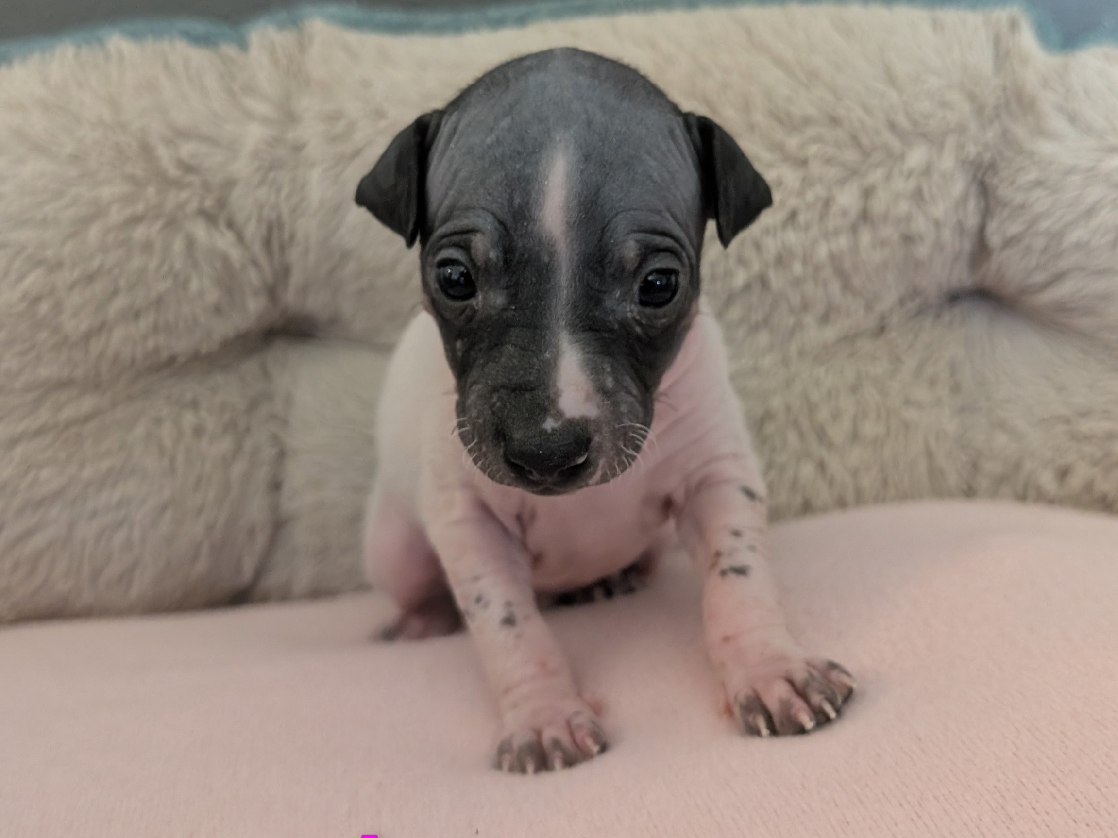 puppy