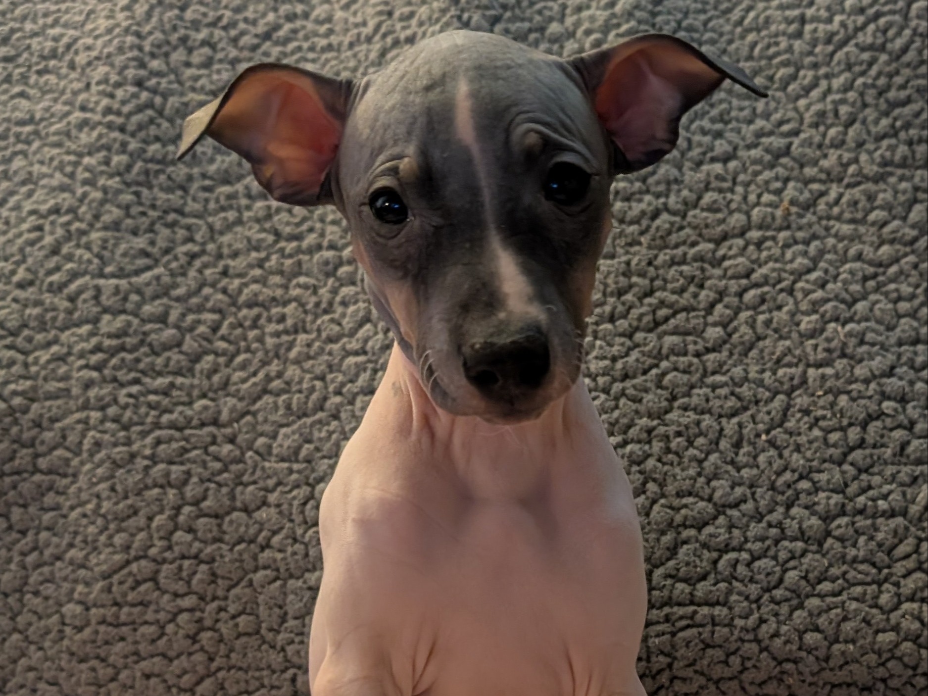 puppy