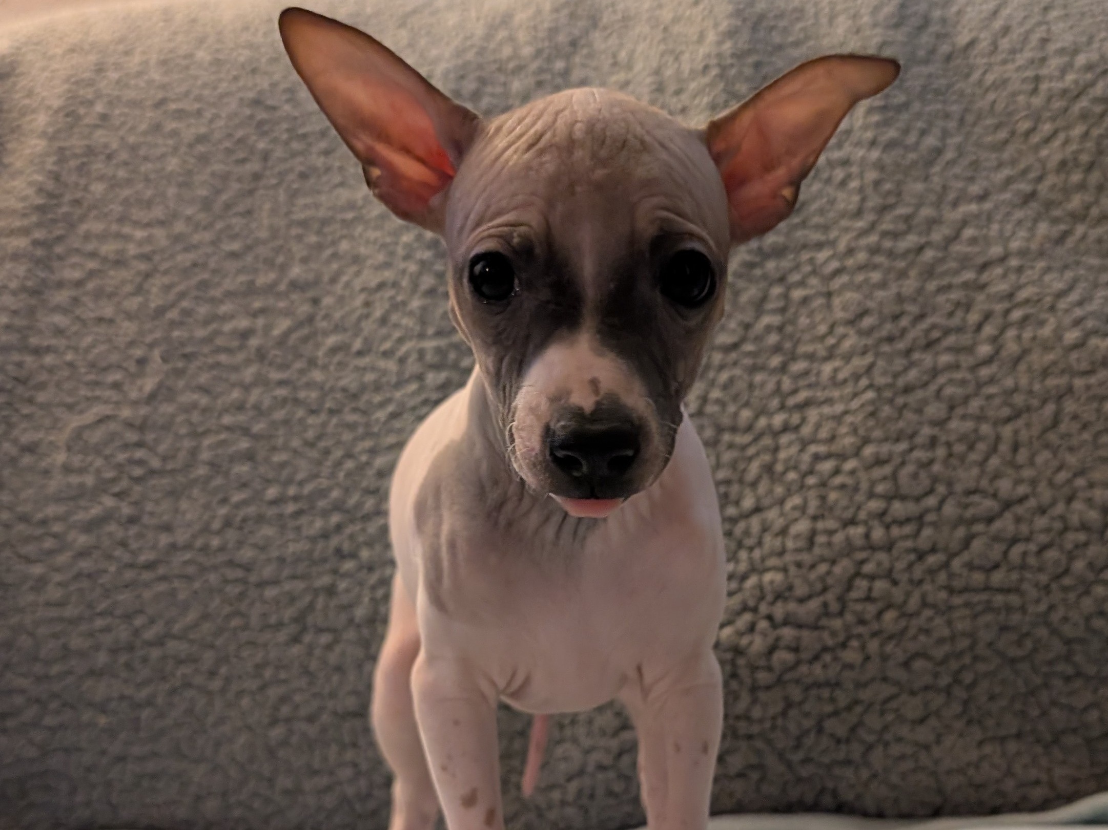 puppy