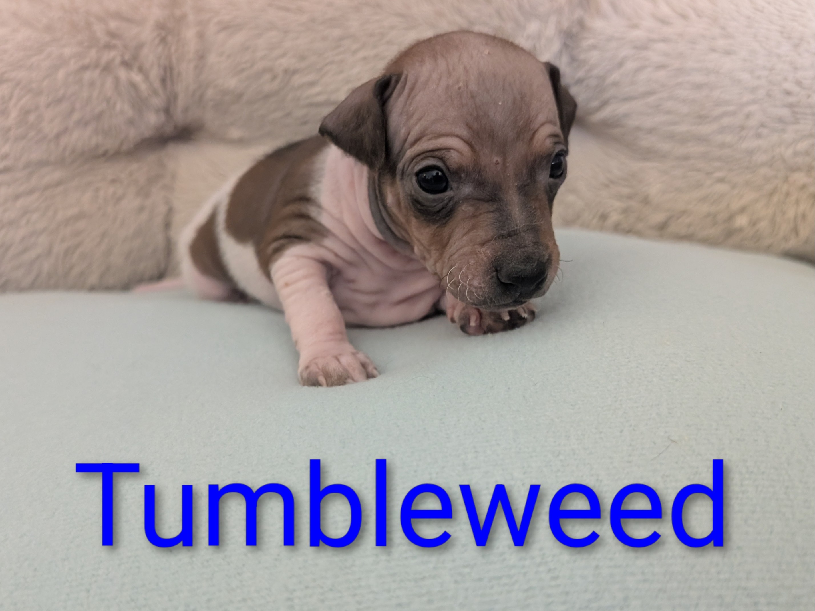 puppy