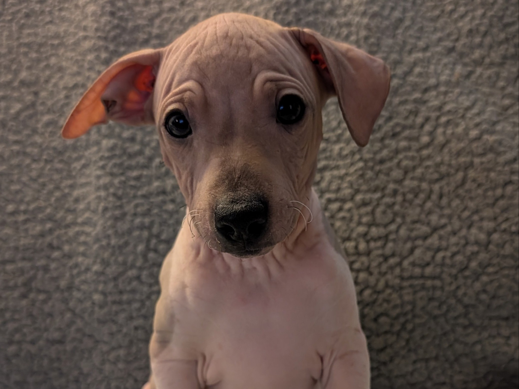 puppy