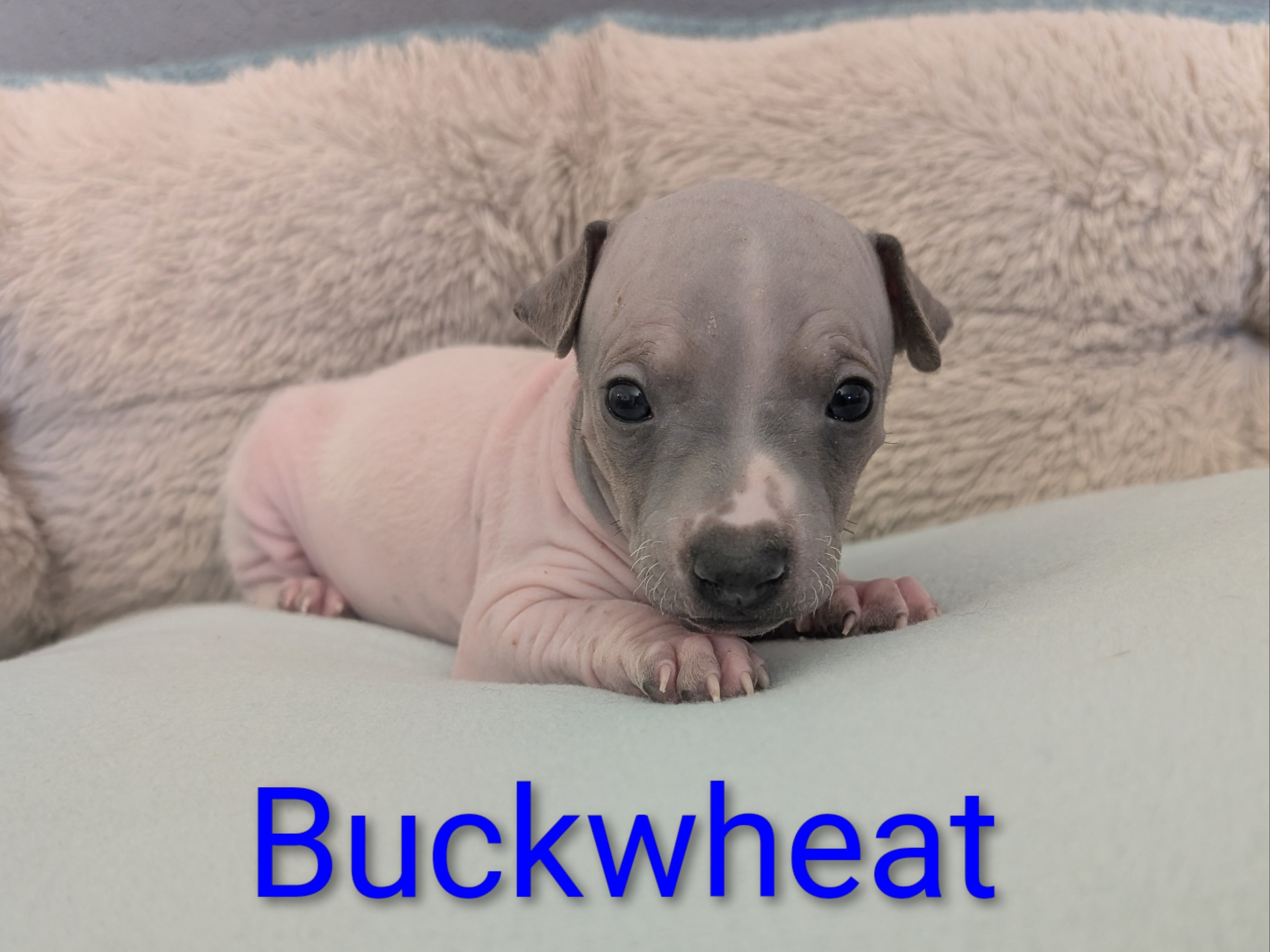 puppy