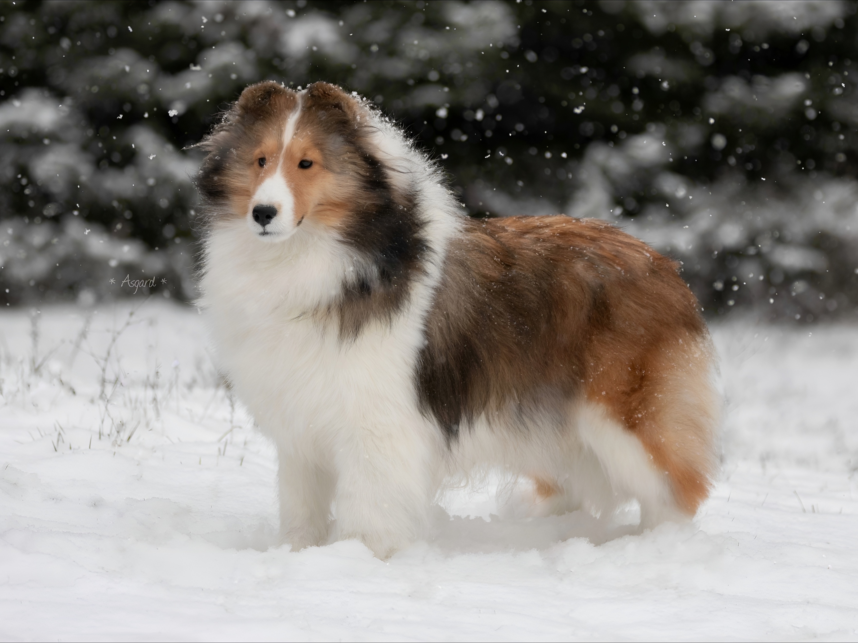 Dog Fancy 