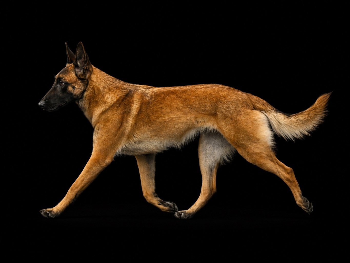 Dog Elinor
