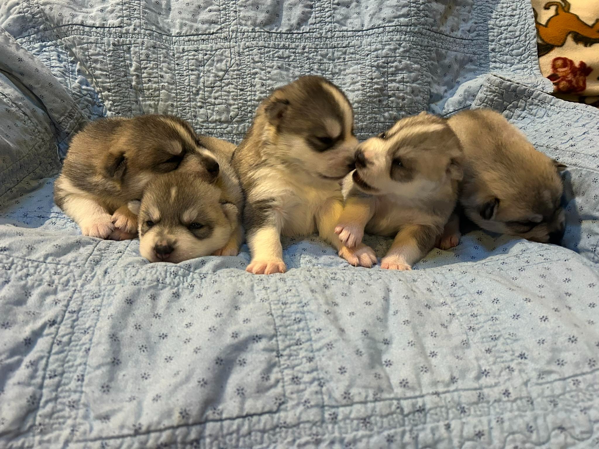 Litter Dunkin x Misty