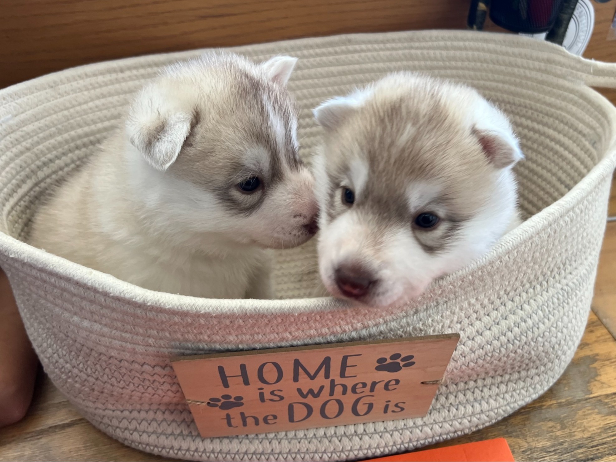 puppy