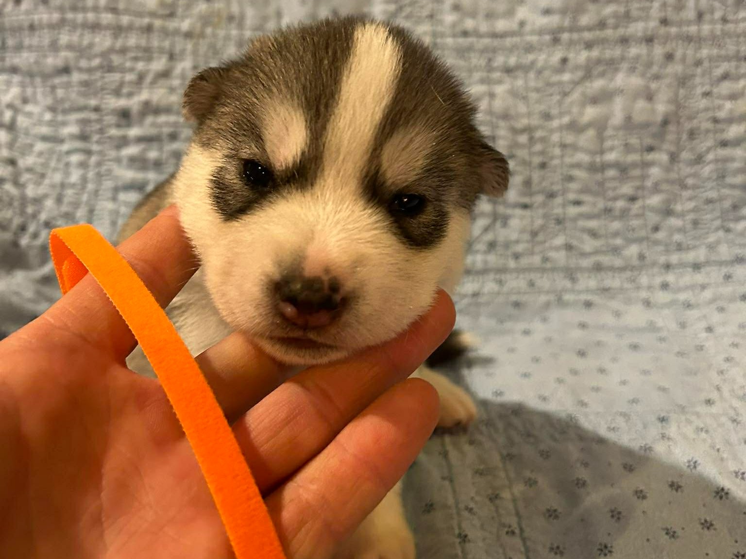 puppy