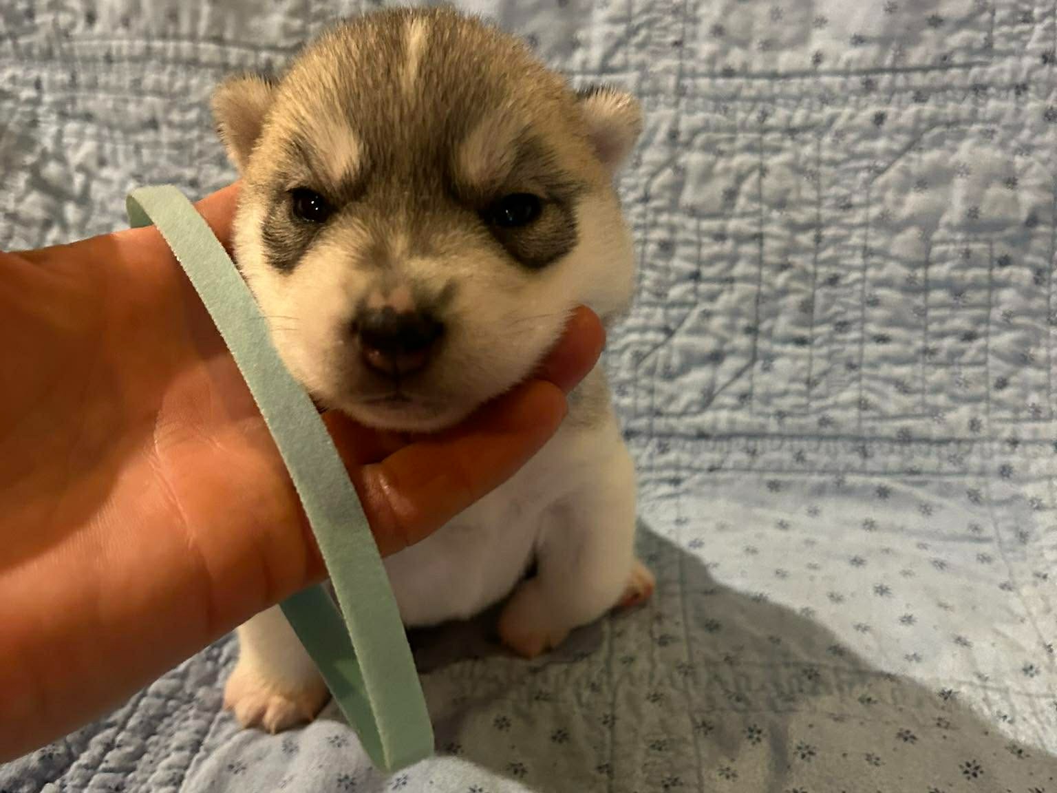 puppy