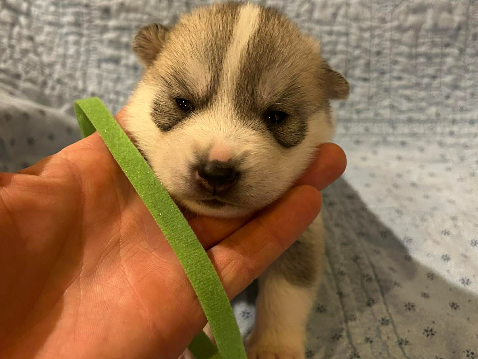 puppy