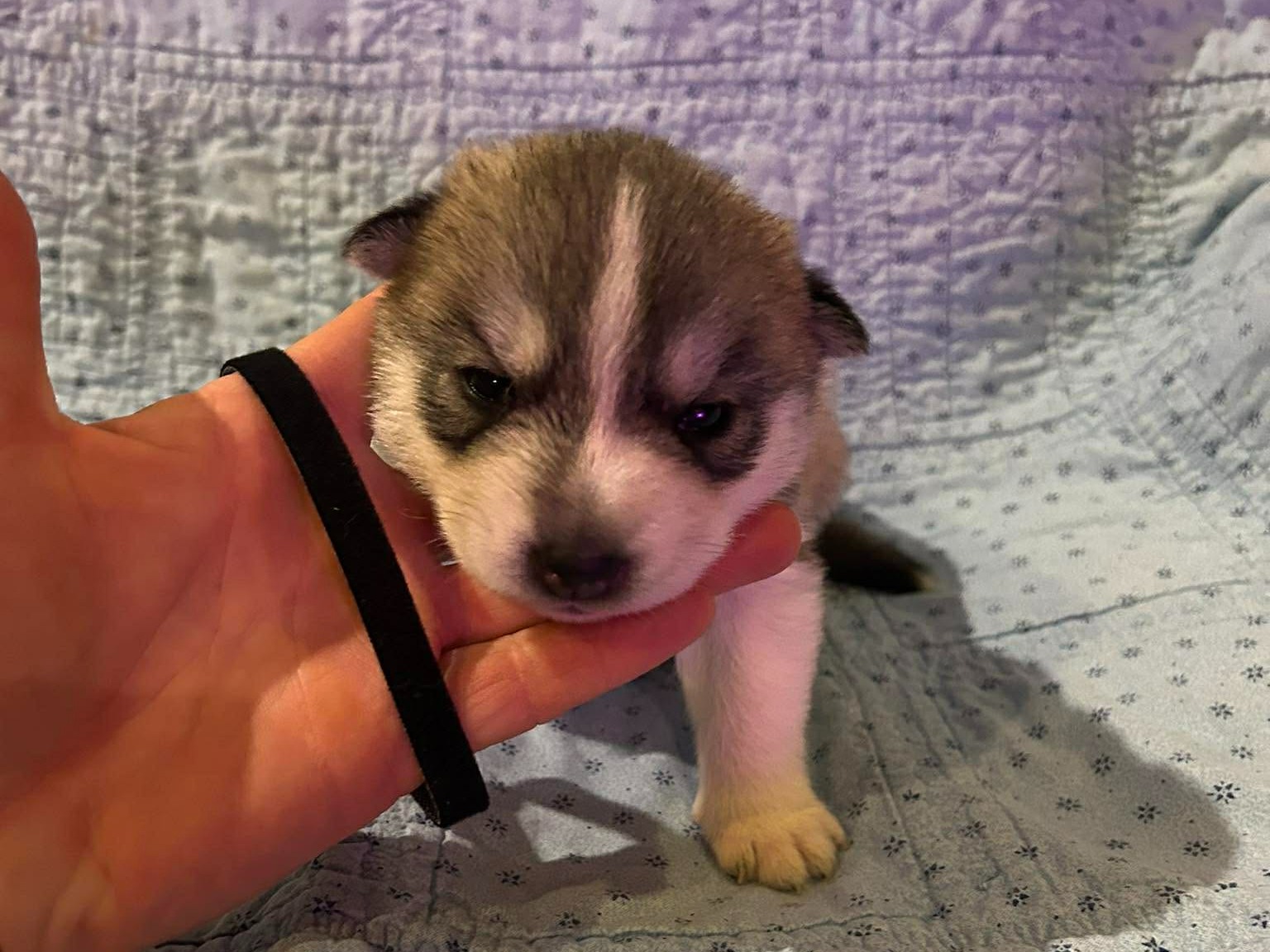 puppy