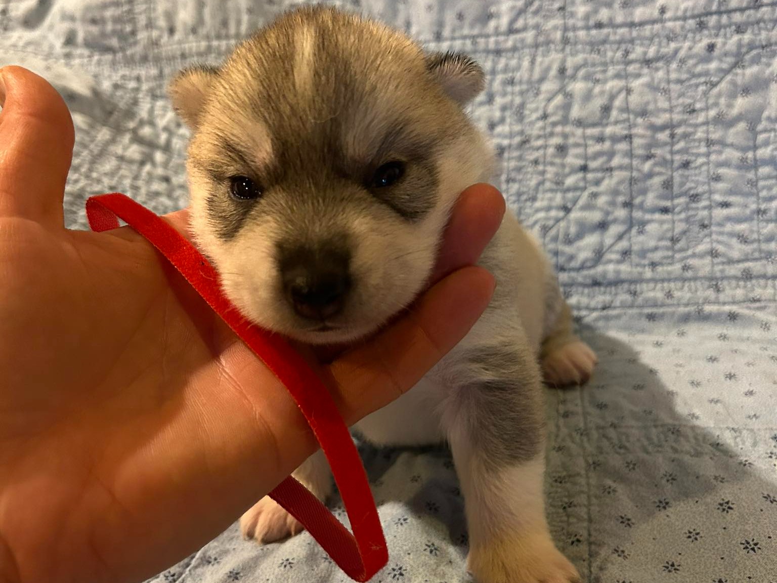 puppy