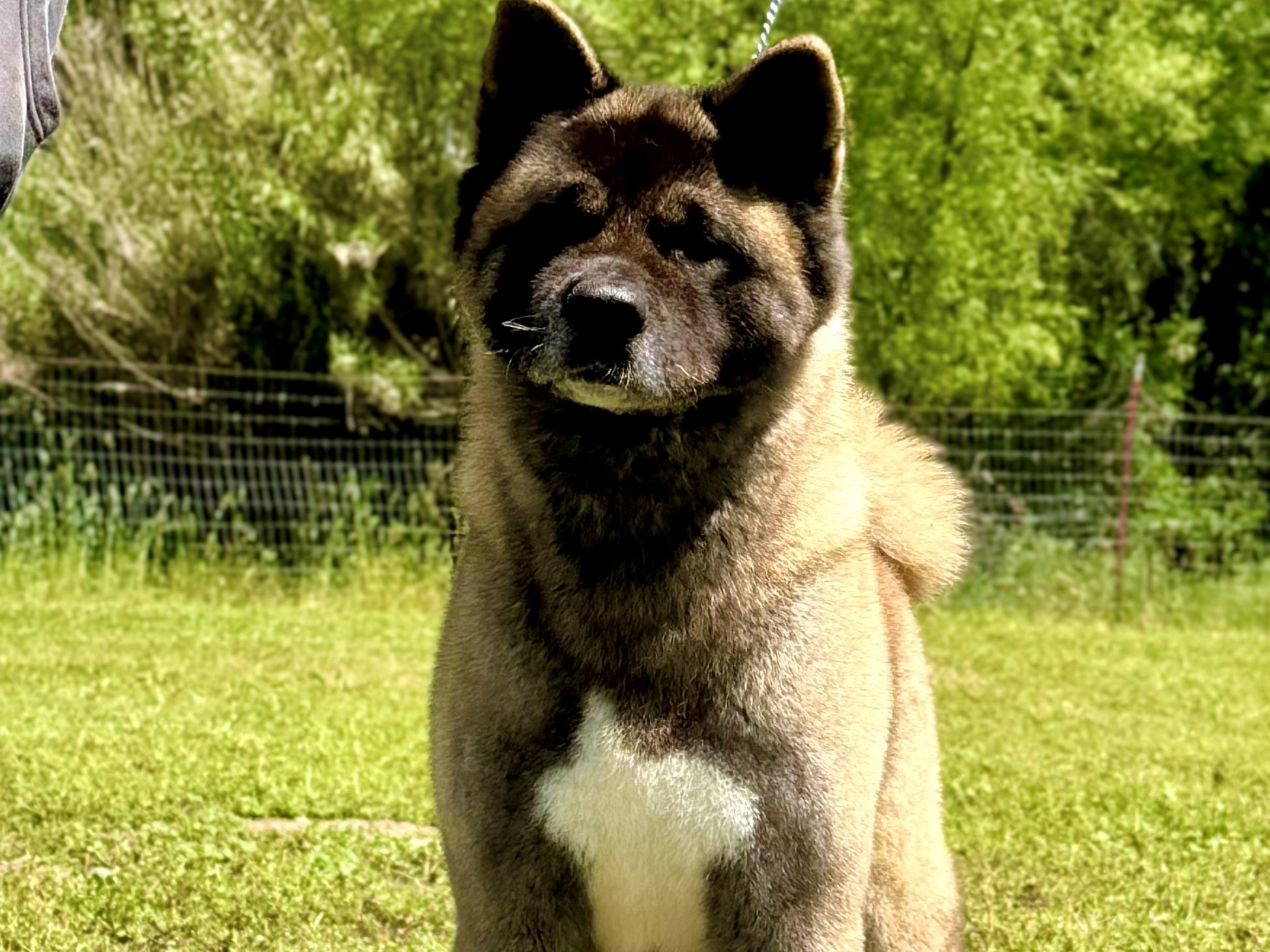 Dog Scarlett