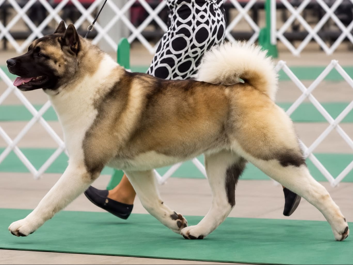 Dog Zuno