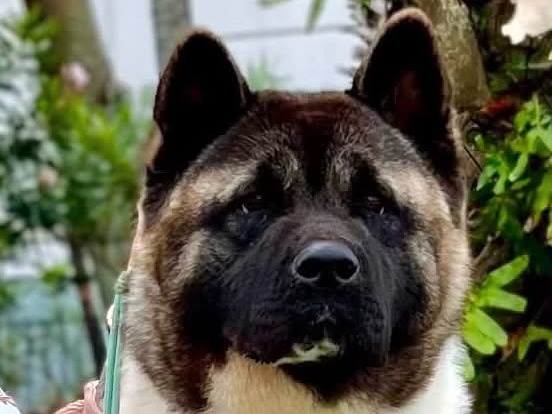 Dog Tilly