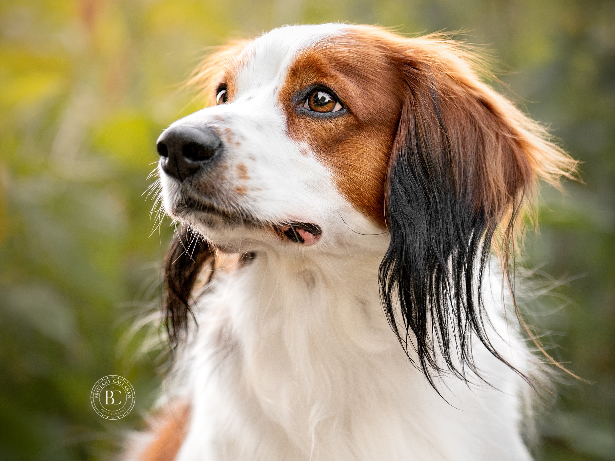 Dog Maverick 