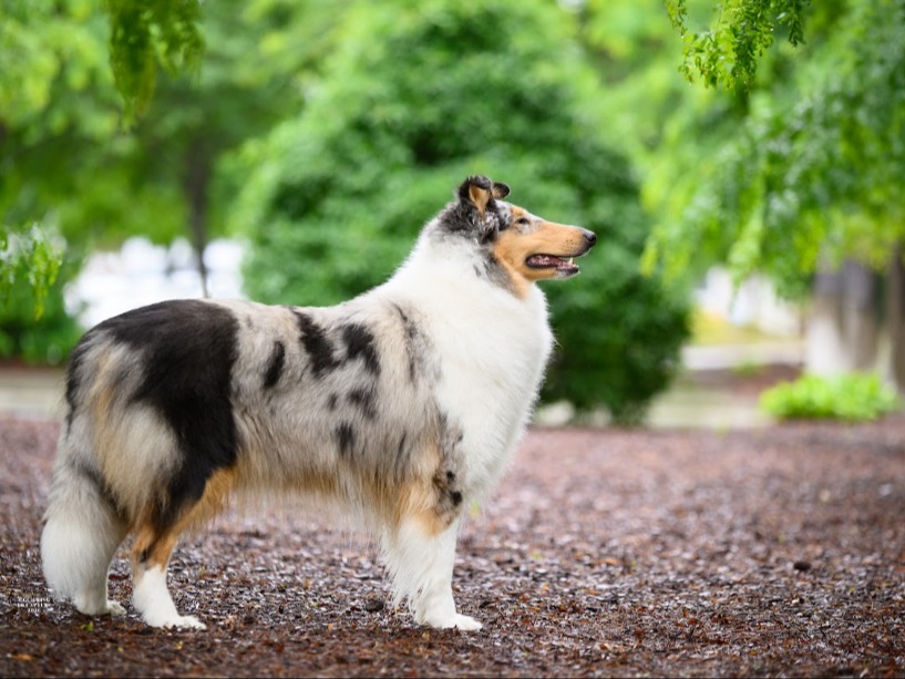 Dog Cassie