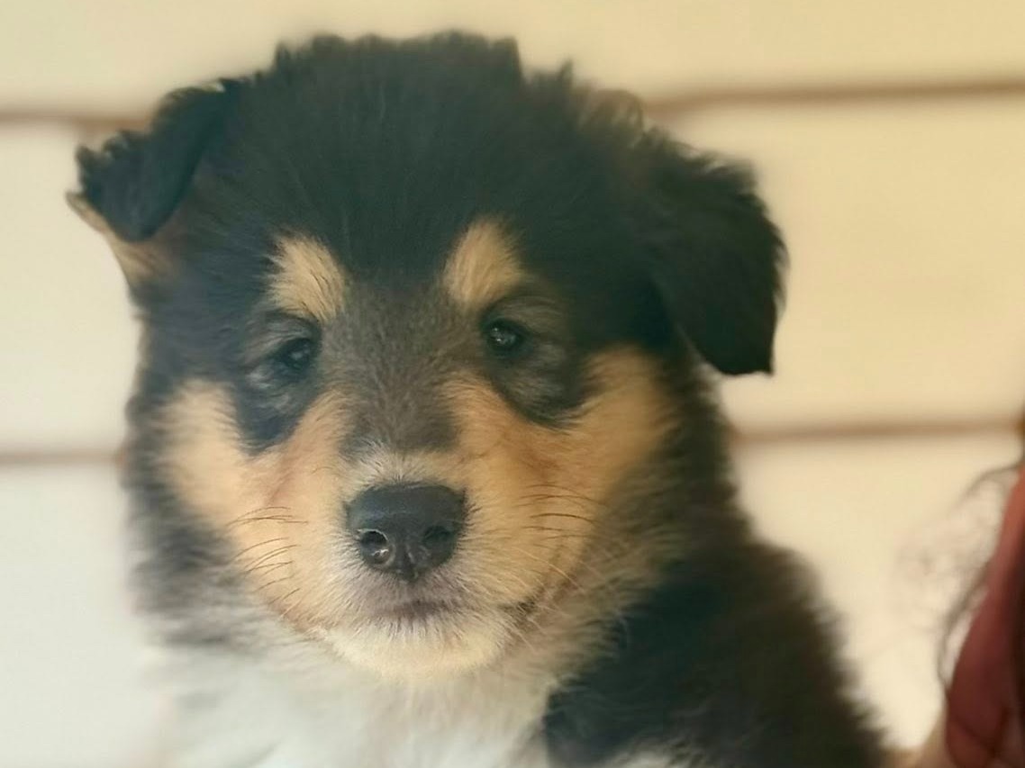 puppy