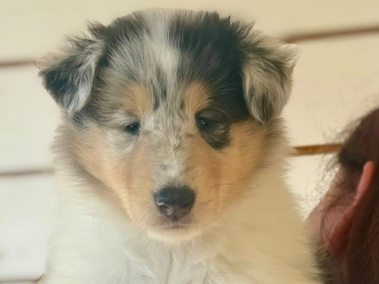 puppy
