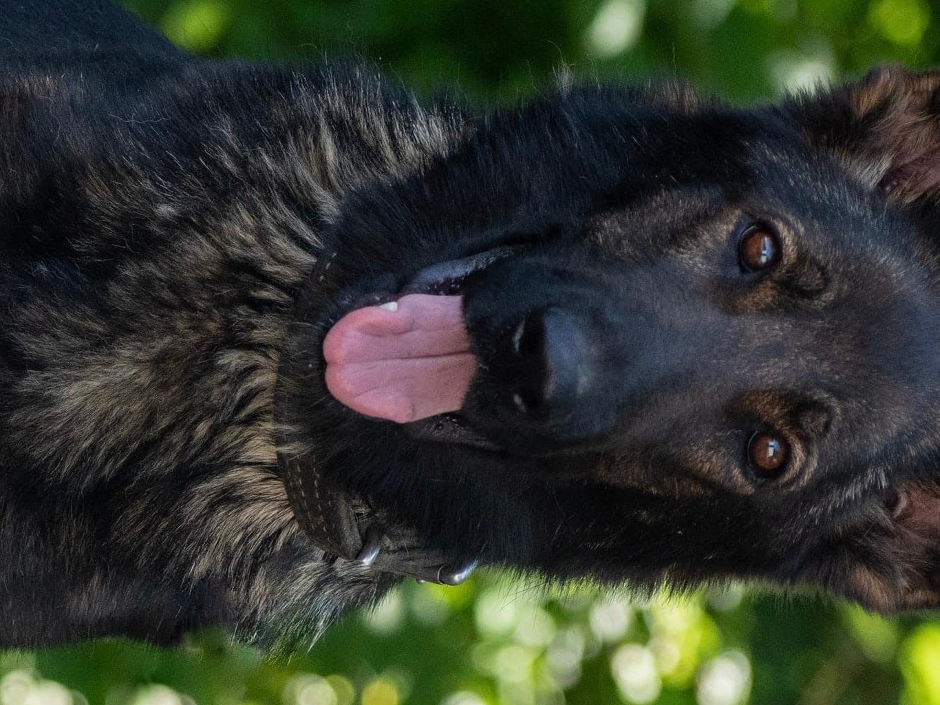 Dog Redbull