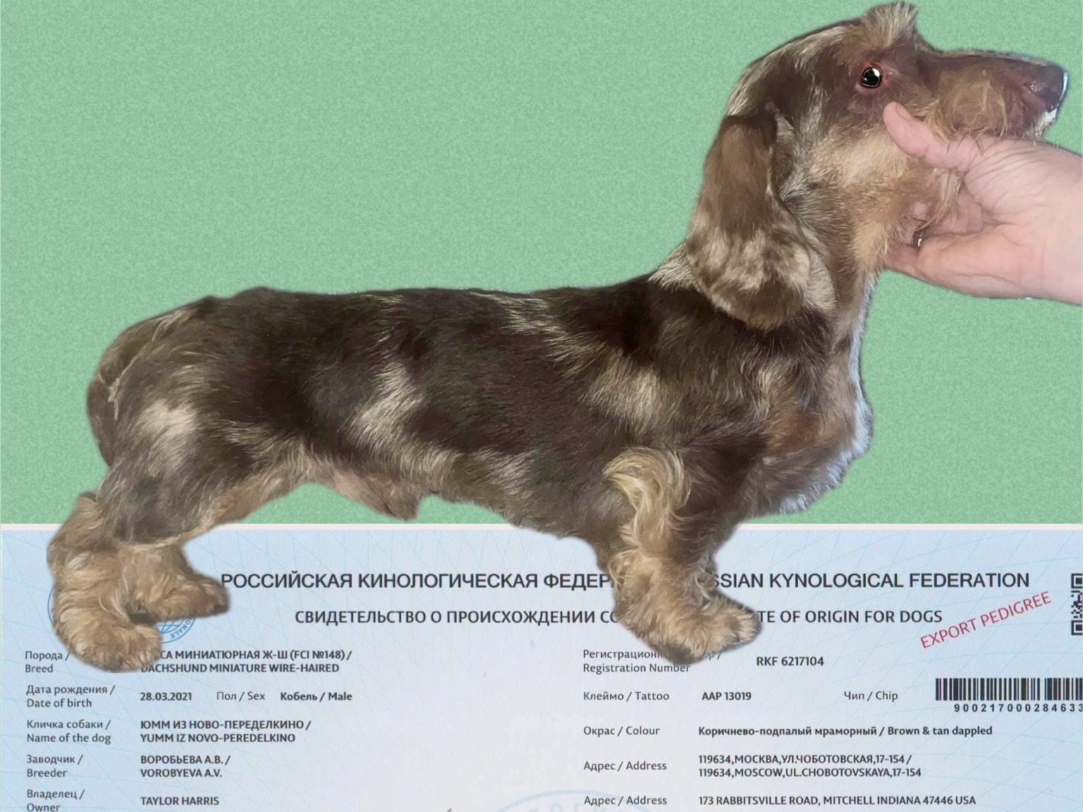 Dog Egon 